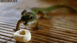 125480.gif